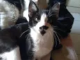 Laila linda