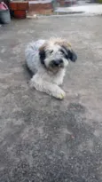 Bob um fofo