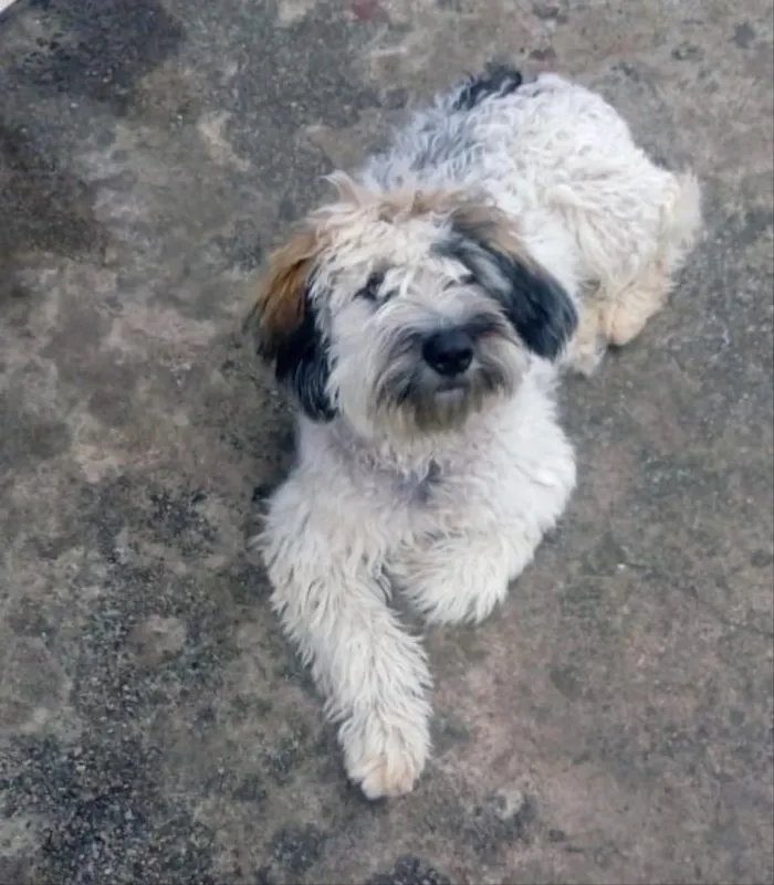 Cachorro ra a Srd idade 7 a 11 meses nome Bob um fofo 