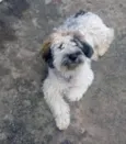 Bob um fofo