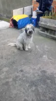 Bob um fofo