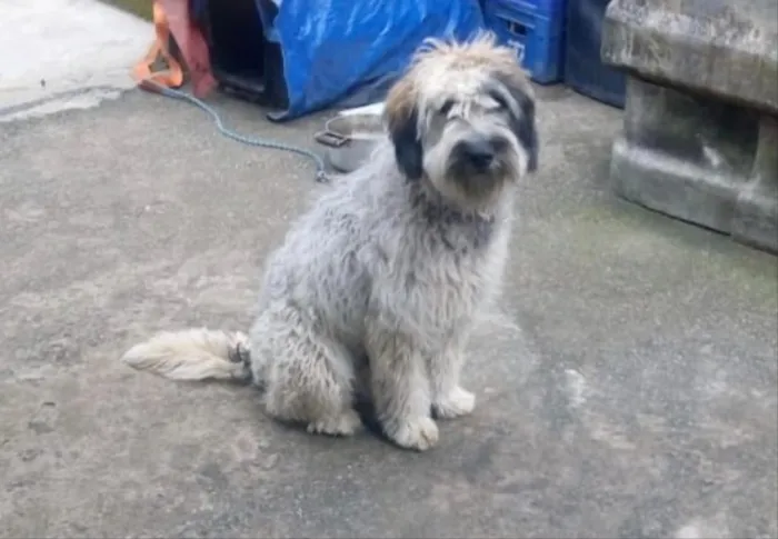 Cachorro ra a Srd idade 7 a 11 meses nome Bob um fofo 