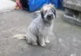 Bob um fofo