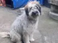 Bob um fofo