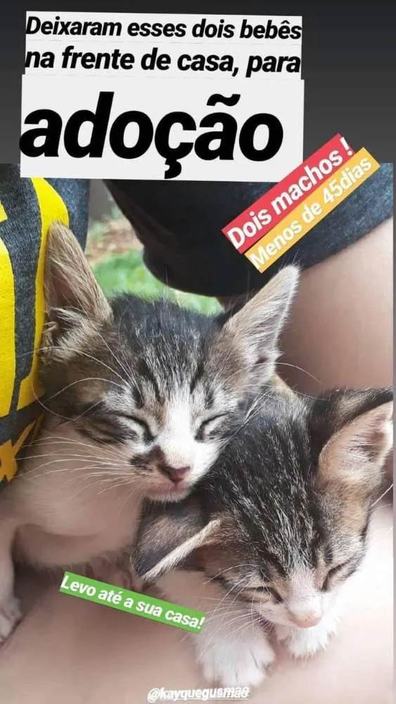 Gato ra a  idade Abaixo de 2 meses nome Sem nome 