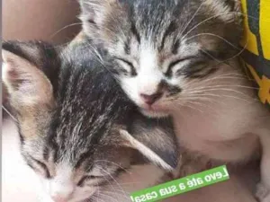 Gato raça  idade Abaixo de 2 meses nome Sem nome 