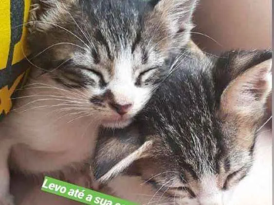 Gato ra a  idade Abaixo de 2 meses nome Sem nome 