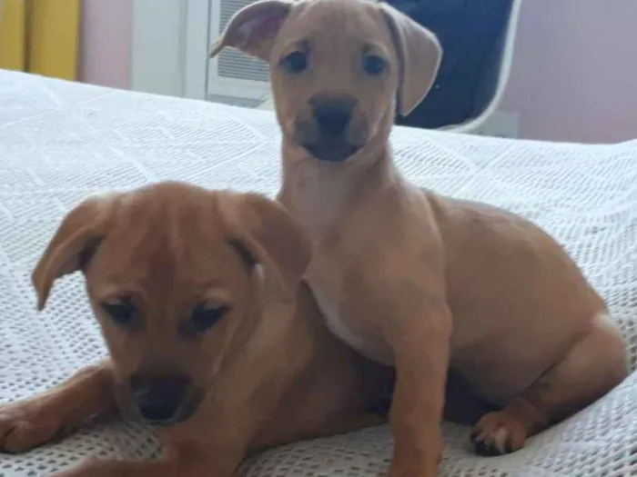 Cachorro ra a SRD idade 2 a 6 meses nome Ogrinho/ Pixuca