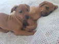 Ogrinho/ Pixuca