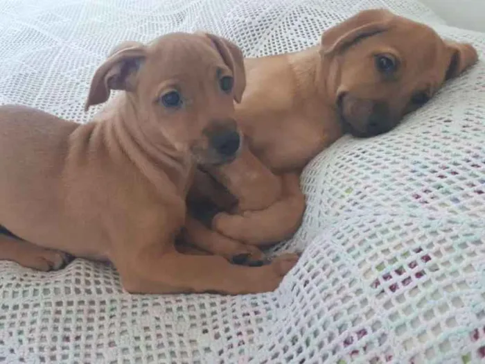 Cachorro ra a SRD idade 2 a 6 meses nome Ogrinho/ Pixuca