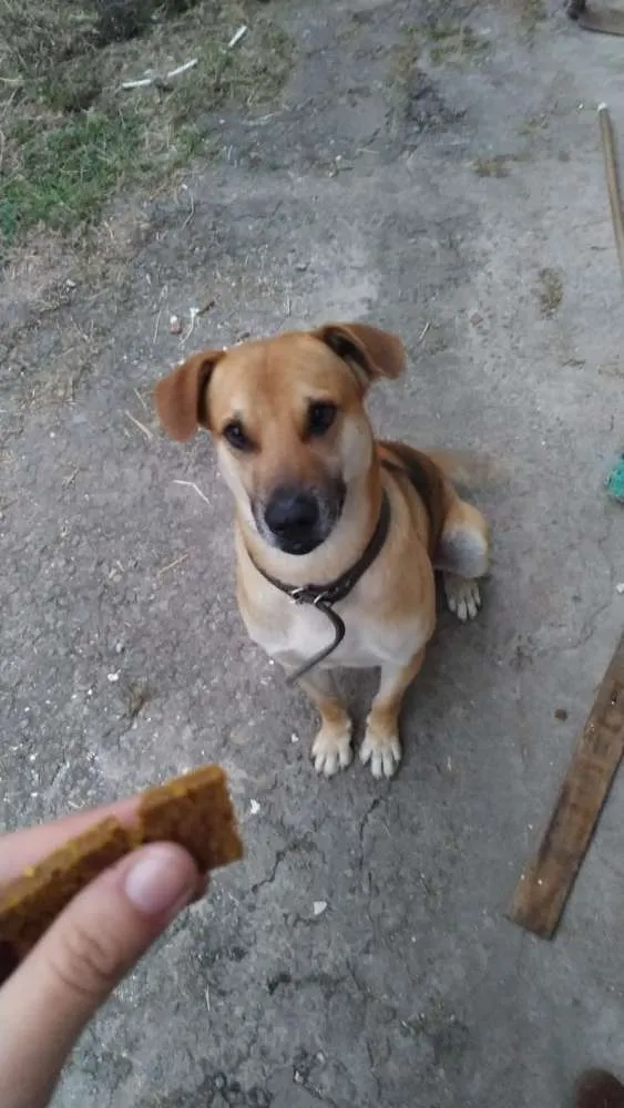 Cachorro ra a Indefinida idade 1 ano nome John