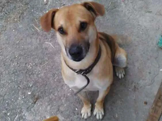 Cachorro ra a Indefinida idade 1 ano nome John