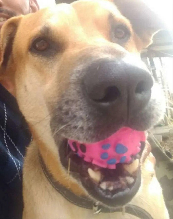 Cachorro ra a Indefinida idade 1 ano nome John