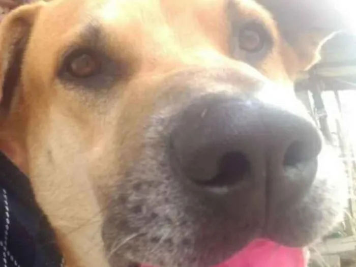 Cachorro ra a Indefinida idade 1 ano nome John