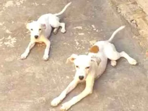 Cachorro raça  idade 2 a 6 meses nome Não tem