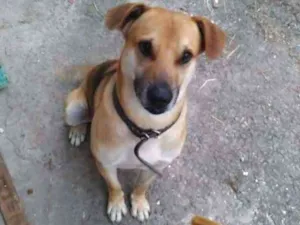 Cachorro raça Indefinida idade 1 ano nome John