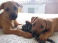 Ogrinho/ Pixuca