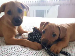 Cachorro raça SRD idade 2 a 6 meses nome Ogrinho/ Pixuca