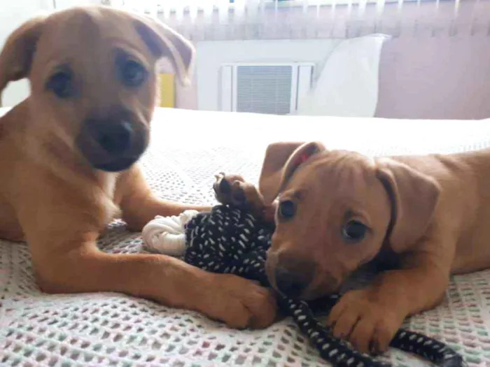 Cachorro ra a SRD idade 2 a 6 meses nome Ogrinho/ Pixuca
