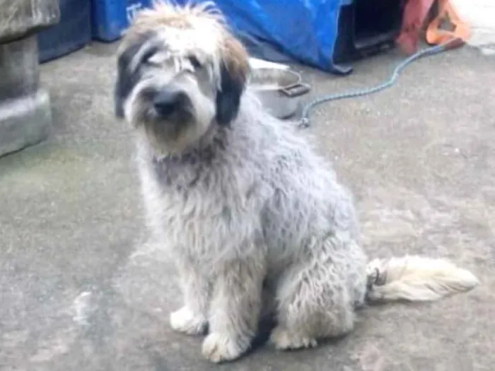 Cachorro ra a Srd idade 7 a 11 meses nome Bob um fofo 