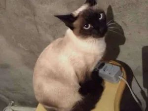 Gato raça Siamesa  idade 7 a 11 meses nome Amelie Linda 