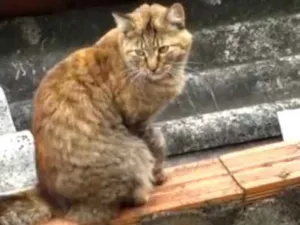 Gato raça Malhada  idade 7 a 11 meses nome Carol Linda 