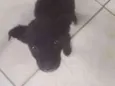Pititico