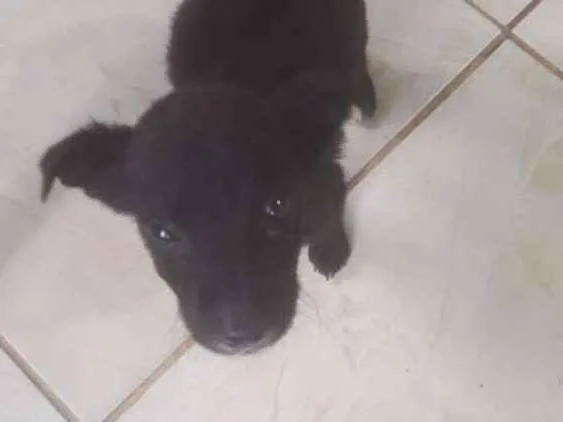Cachorro ra a Srd idade 2 a 6 meses nome Pititico