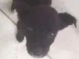 Pititico