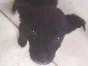Cachorro raça Srd idade 2 a 6 meses nome Pititico