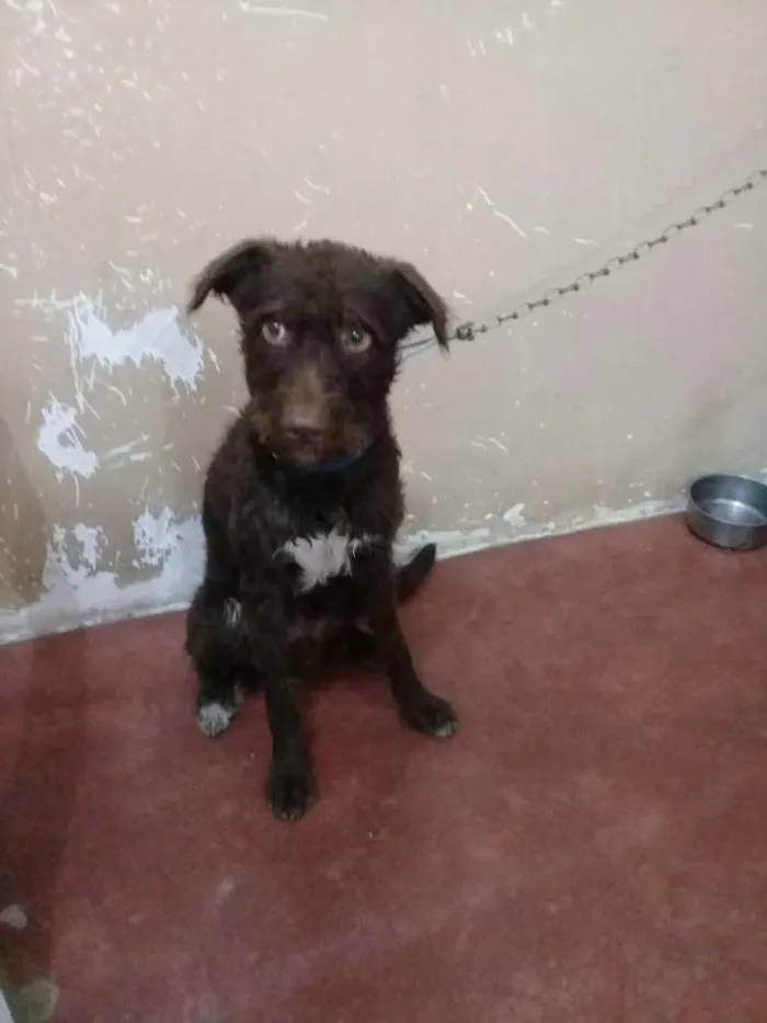 Cachorro ra a Poodle com labrador idade 1 ano nome Chocolate