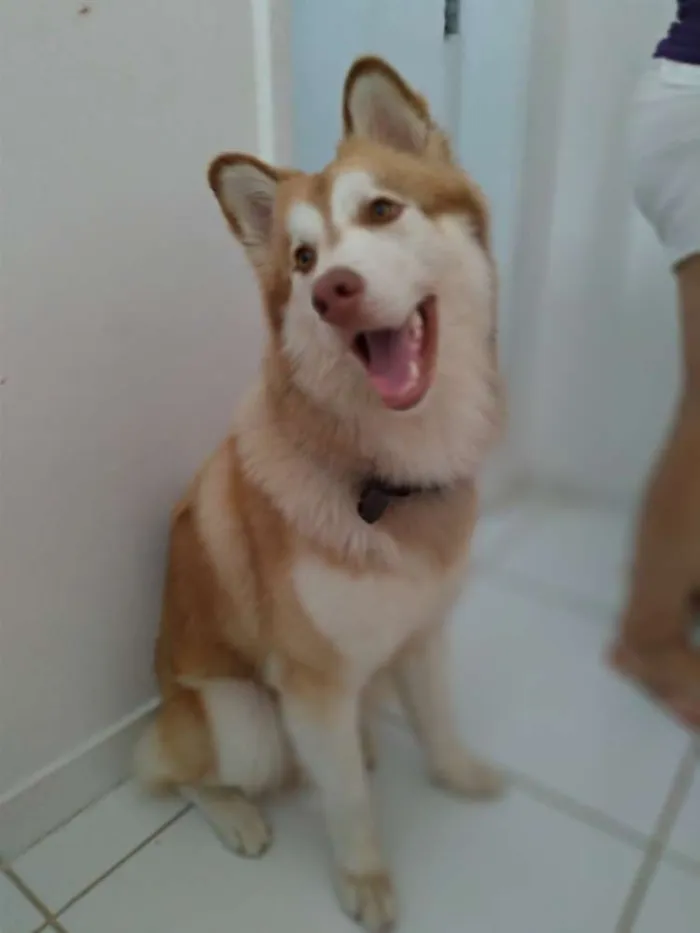 Cachorro raça Husky siberiano idade 1 ano nome Zeus