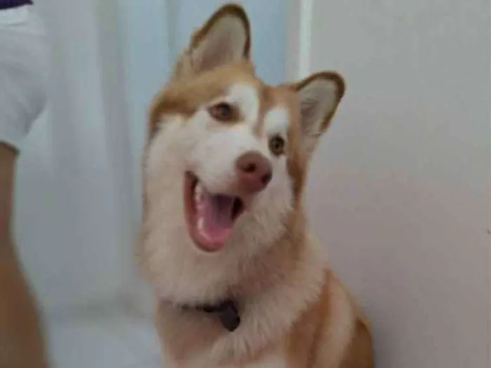 Cachorro raça Husky siberiano idade 1 ano nome Zeus