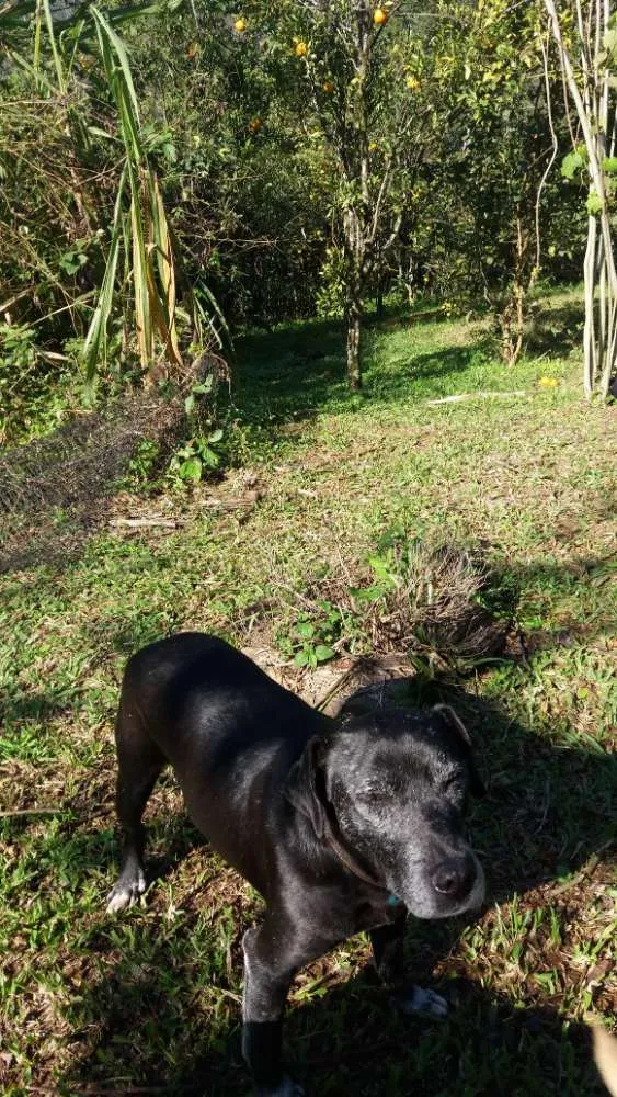 Cachorro ra a Indefinida idade 6 ou mais anos nome Preto