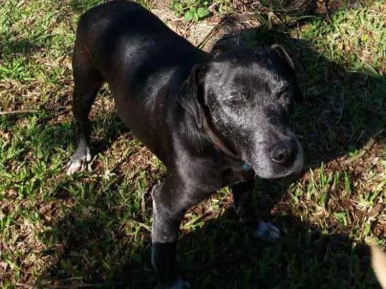 Cachorro ra a Indefinida idade 6 ou mais anos nome Preto