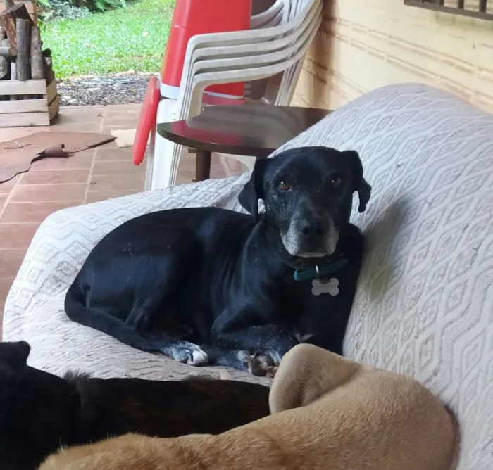 Cachorro ra a Indefinida idade 6 ou mais anos nome Preto