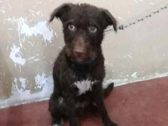 Cachorro ra a Poodle com labrador idade 1 ano nome Chocolate