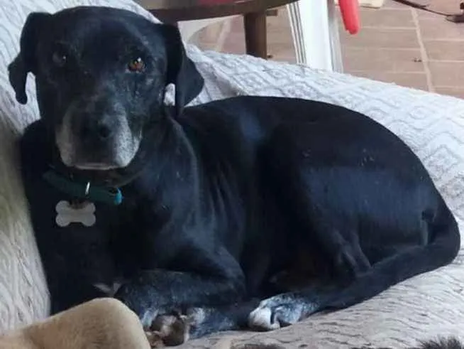 Cachorro ra a Indefinida idade 6 ou mais anos nome Preto