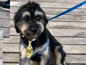 Cachorro raça Mestiça  idade 7 a 11 meses nome Toreto 
