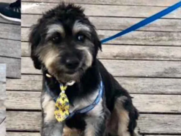 Cachorro ra a Mestiça  idade 7 a 11 meses nome Toreto 