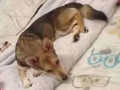 Cachorro raça Vira-lata  idade 1 ano nome Alex