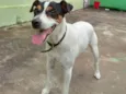 Bolt