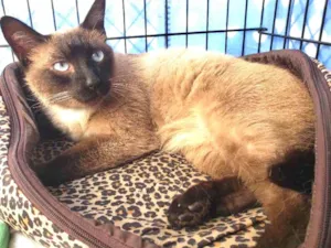Gato raça Srd, siamês idade 3 anos nome Salvador