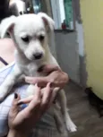 Cristal,pérola,lisa,