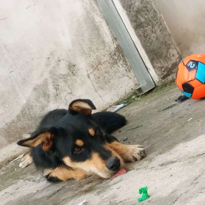 Cachorro ra a Viralata idade 1 ano nome Tribo
