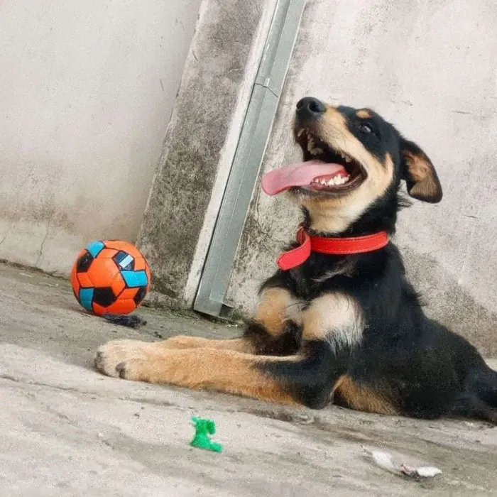 Cachorro ra a Viralata idade 1 ano nome Tribo
