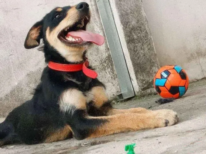Cachorro ra a Viralata idade 1 ano nome Tribo