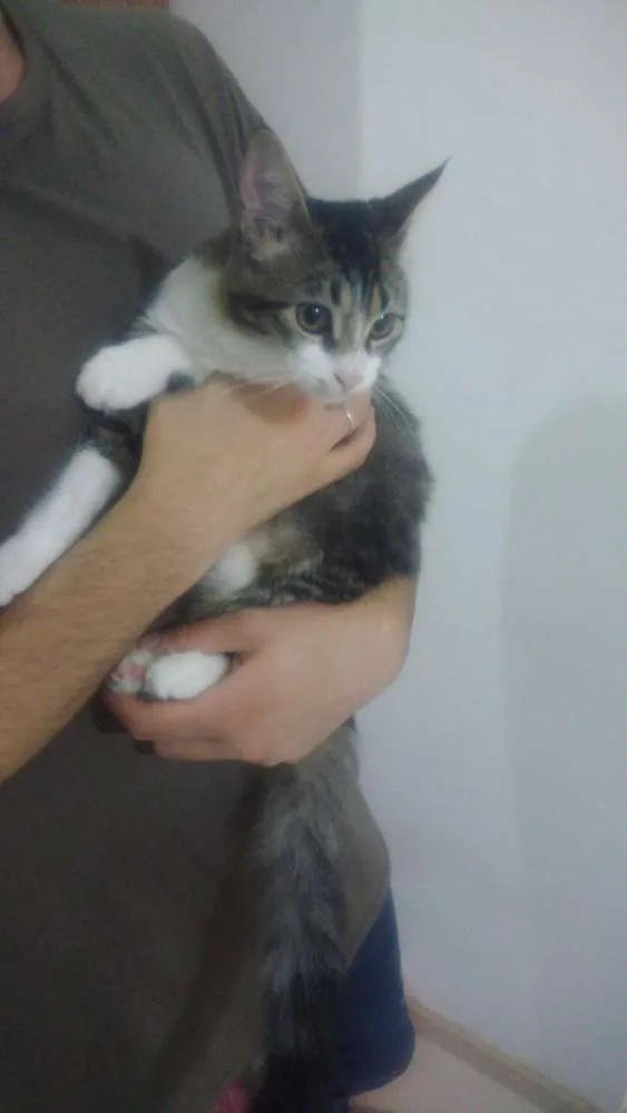 Gato ra a  idade 7 a 11 meses nome Valentina e Teodora