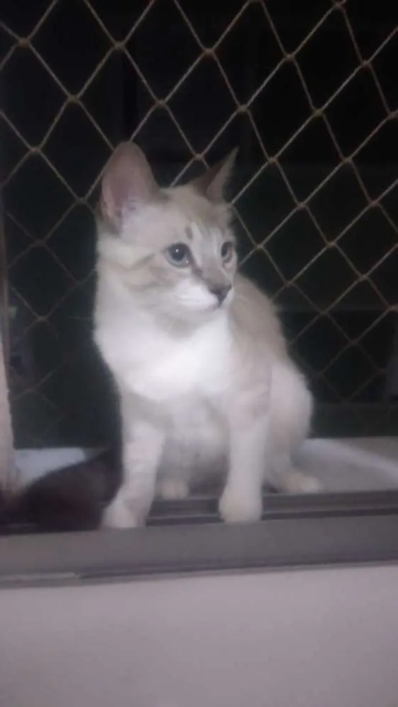 Gato ra a  idade 7 a 11 meses nome Valentina e Teodora