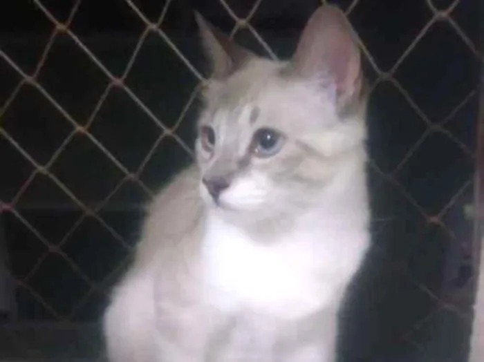 Gato ra a  idade 7 a 11 meses nome Valentina e Teodora